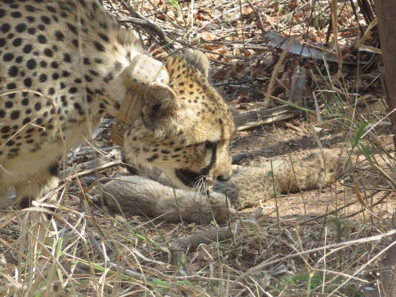 Cheetah