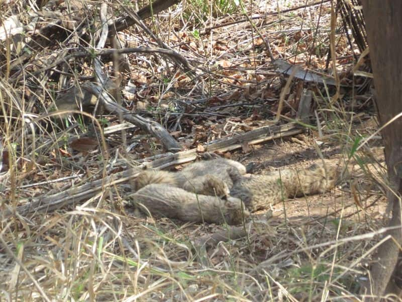 Not 5, 6 Cubs Born To Cheetah Gamini At Kuno Park: Union Minister Rya