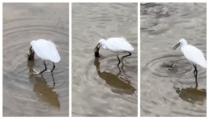 video of a fish get his life back on a mercy of a bird went viral  