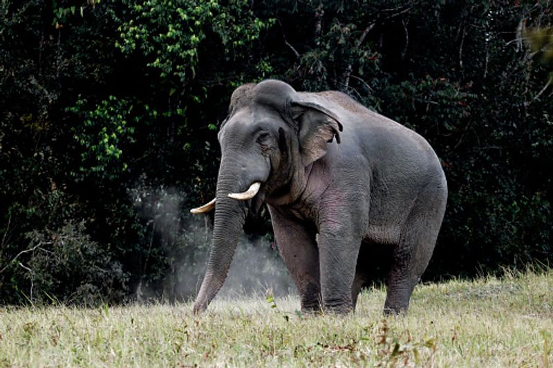 a forest elephant aggressive rovering at residential area in coimbatore vel