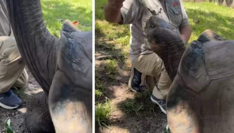 106 year old tortoise loves to eat cucumber rlp