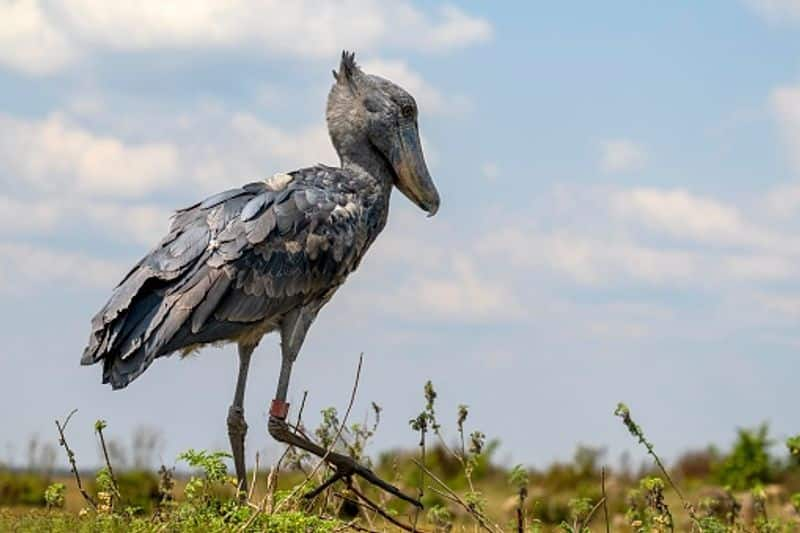 Shubill the human sized African bird that eats crocodile cubs 