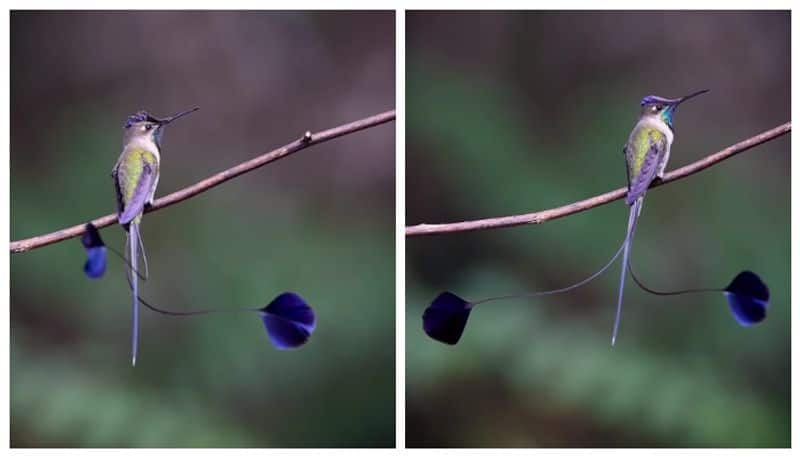 Spatula tailed Humming bird video viral in social media 