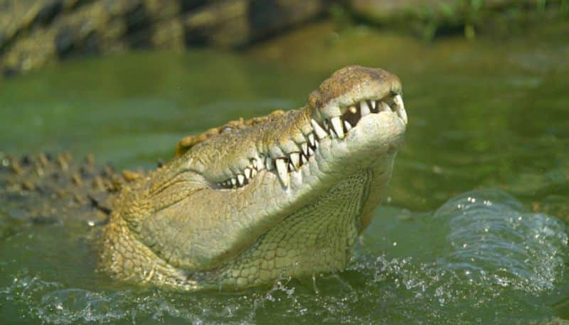 boat capsizes 68 year old man swims to shore injured in crocodile attack etj