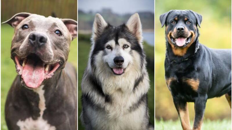 dogs