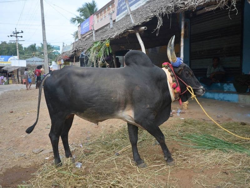 village people did last respect to temple bull in salem district vel