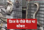 video viral of snake was sitting behind the refrigerator zkamn