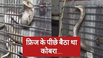 video viral of snake was sitting behind the refrigerator zkamn