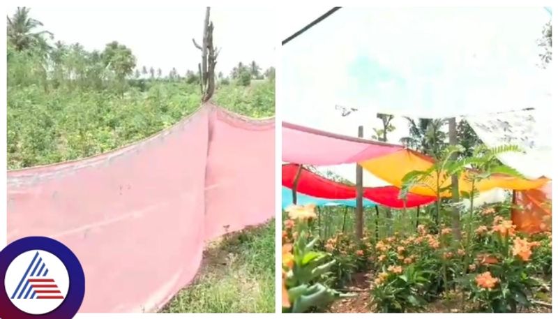 farmers resorted to sarees to save the flower crop from the heat of the sun in Chitradurga gow