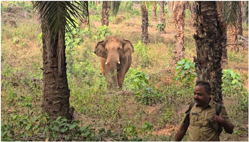 Wild jumbo tramples two farmers to death in Telangana  lns