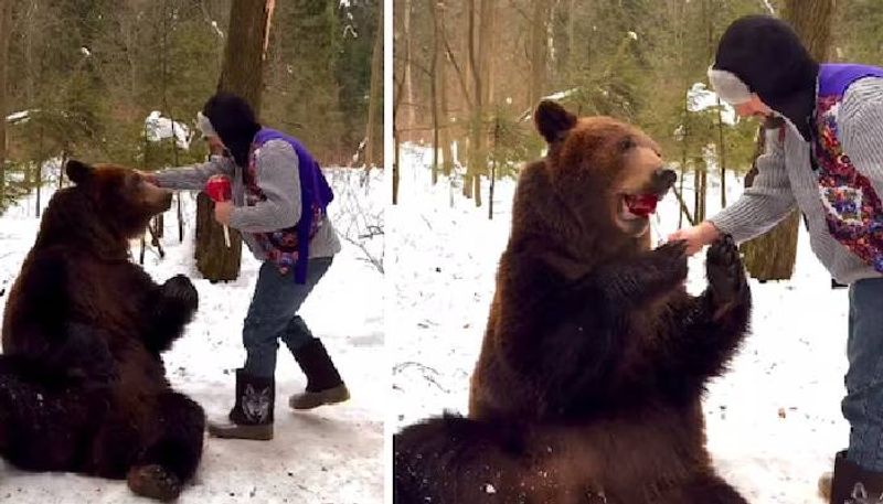 man gives lollipop to a bear video rlp