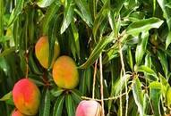 Tricks To Buy Sweet Mangoes benefits Meetha aam kharidene ke tarike kxa  