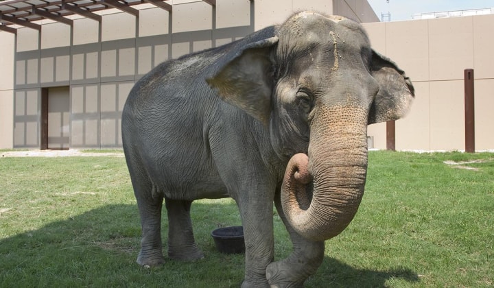 Elephant sends man flying after he gets too close to it lns