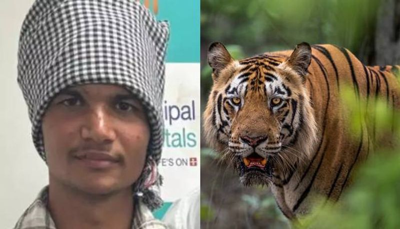 i pulled tigers tongue 17 year old ankit says his experience rlp 