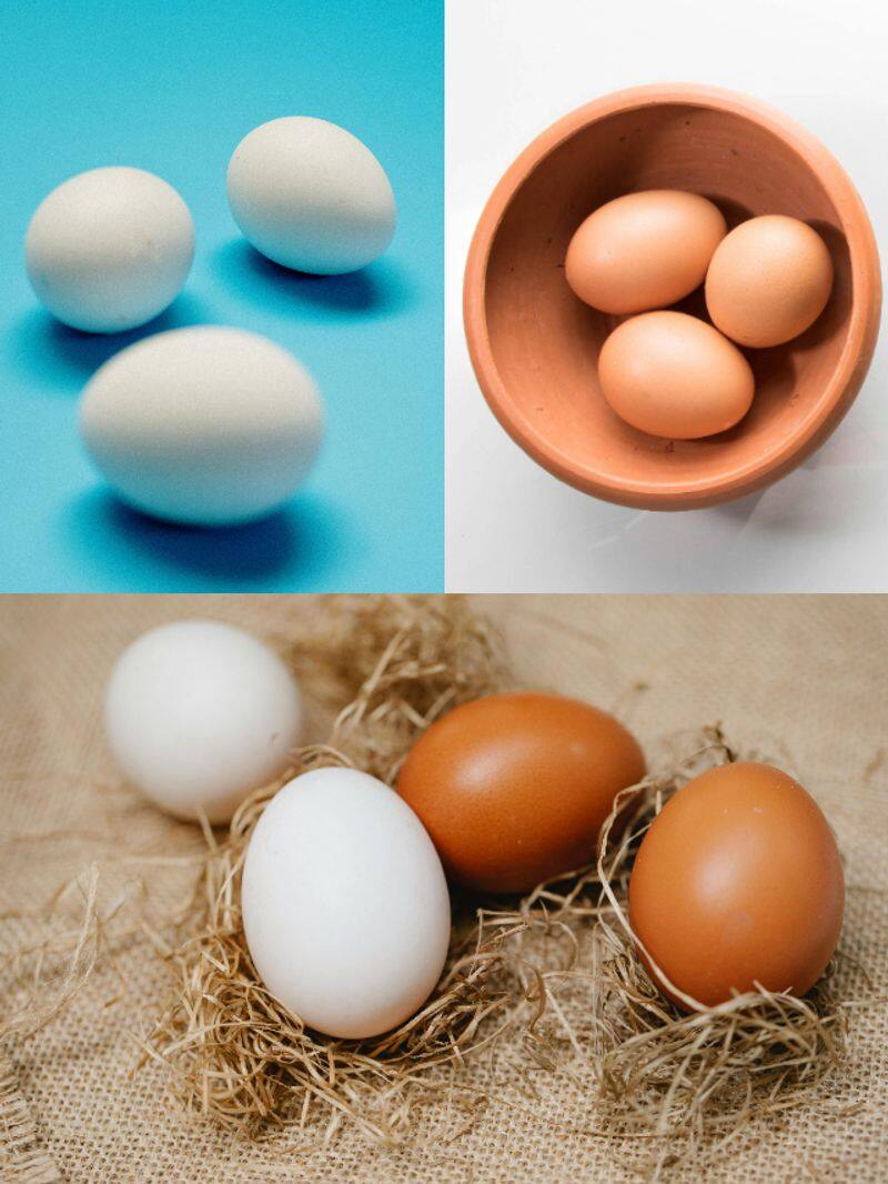 What is the difference between white eggs and brown eggs? rkn