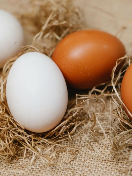 Hen Breed: