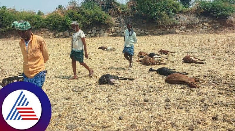 Anegondi utsav sheep and goats eat poison and die in kadebagilu village at koppal rav