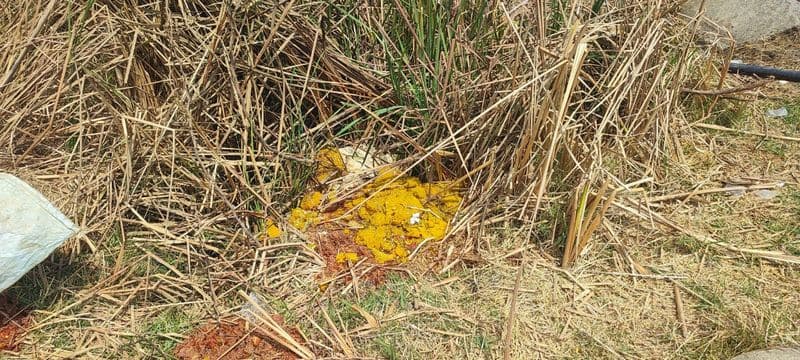 Anegondi utsav sheep and goats eat poison and die in kadebagilu village at koppal rav