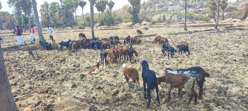 Anegondi utsav sheep and goats eat poison and die in kadebagilu village at koppal rav