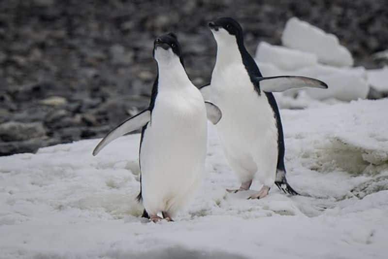 Penguins in Antarctica at risk of extinction as deadly H5N1 avian flu threatens continent (WATCH) snt