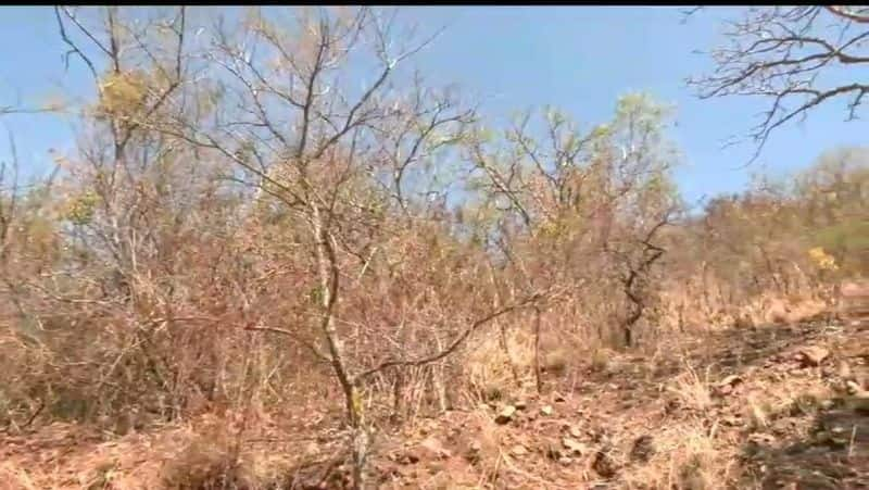 Jogimatti forest at Chitradurga blown dry forest fire anexity rav