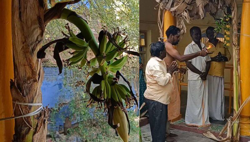 Banana Tree Rajapalayam Temple bloomed after 3 months even after getting cut ans