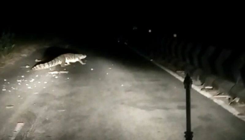 Giant Crocodile seen in roads near udumalai video viral in internet ans