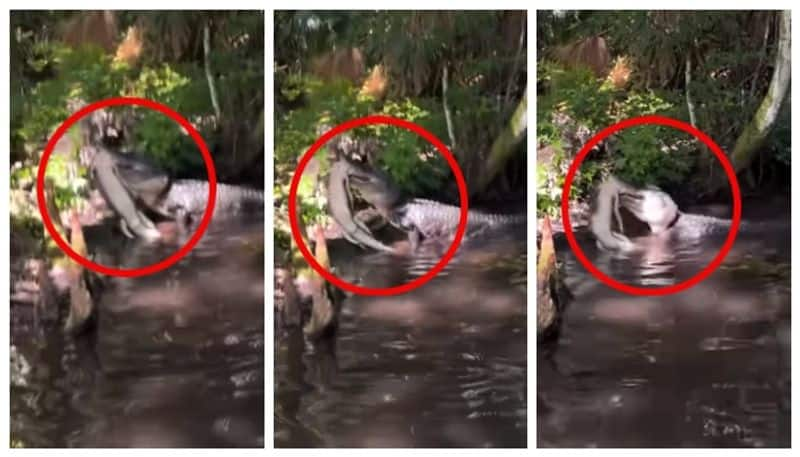 Video of big crocodile eating baby crocodile goes viral 