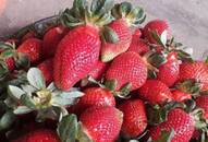 Delhi News eating strawberries at school 8 year old kids death of Kentucky Hopkins Country News Health department alerted XSMN