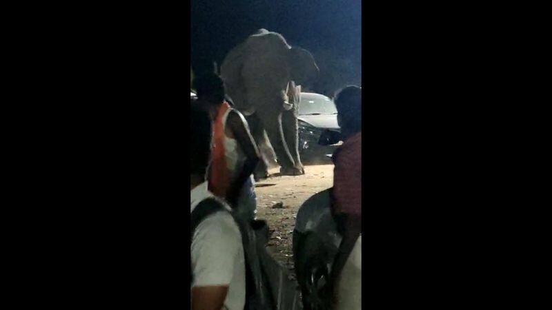 forest elephant chase devotees at velliangiri hills in coimbatore vel