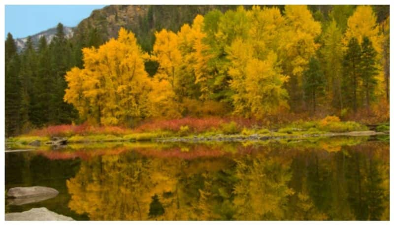 Pando fifty thousand trees from a single root in 14000 years old forest