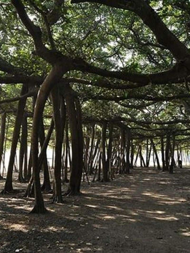 world oldest banyan tree facts zkamn