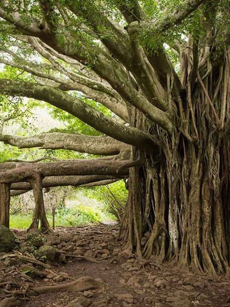 Plants Scream When Stressed, says new study 