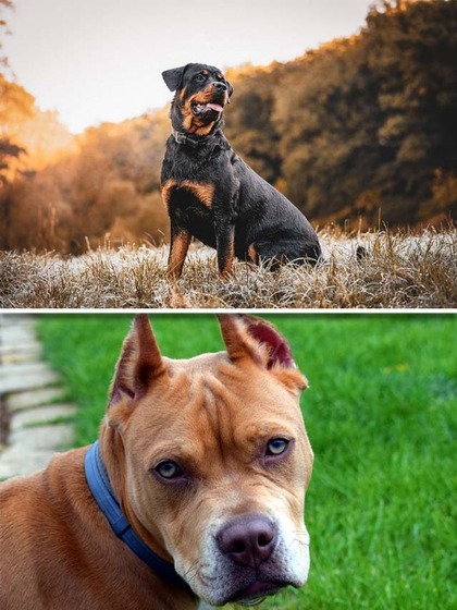 Rottweiler to Pit Bulls-7 best guard dog breed