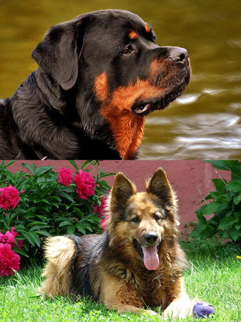 Rottweiler to German Shepherd-7 most loyal dog breeds RBA EAI