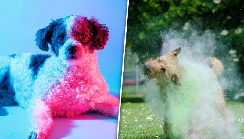 Holi 2024: 7 ways to keep your pets safe RBA 