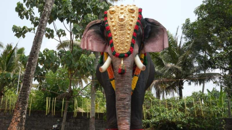 PETA and actress Priyamani donates life-size robotic elephant to Kerala Templertm