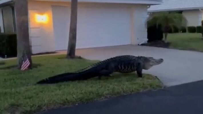 US ALIGATOR