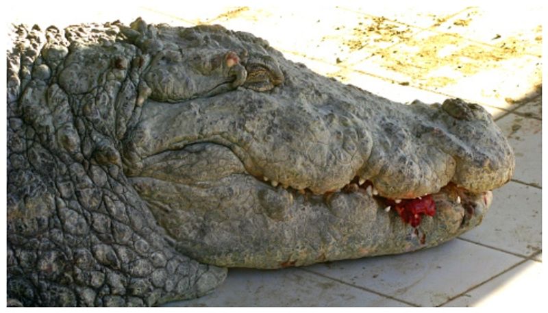 Woman rescues husband from crocodile's mouth in South Africa 