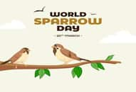 Why is World Sparrow Day celebrated on 20 March nti