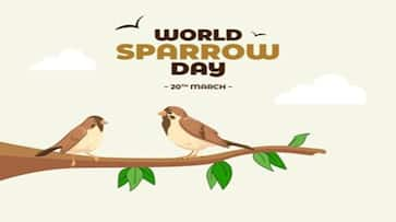 Why is World Sparrow Day celebrated on 20 March nti