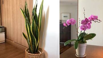 Plant these indoor plants in your house for good health and home beauty XBW