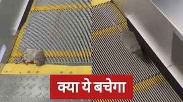 video viral of cat caught in escalator zkamn