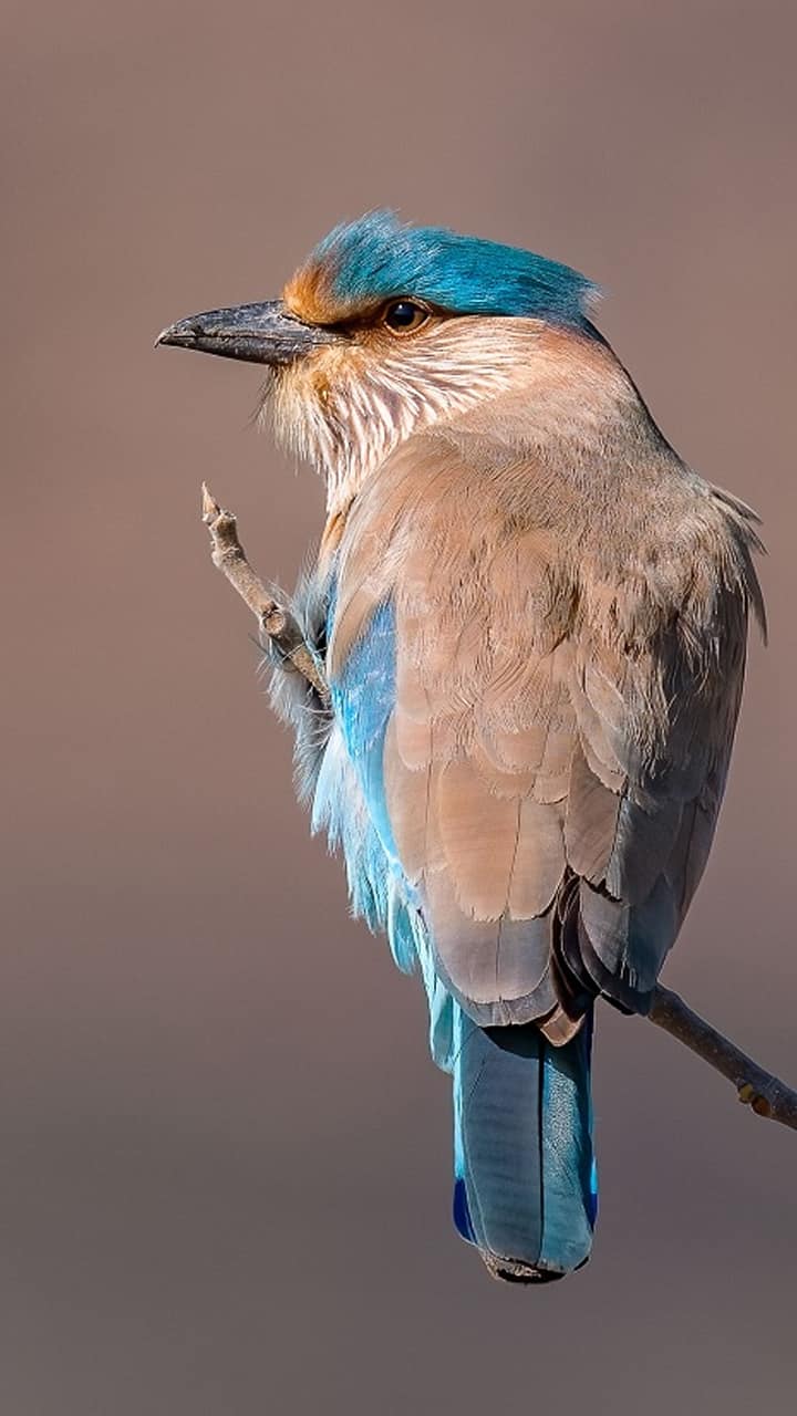 7 most stunning birds in the world world-sparrow-day-2024 iwh