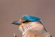 7 most stunning birds in the world world-sparrow-day-2024 iwh