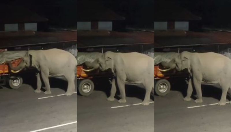 wild tusker steals vegetables from lorry parked in Muthanga due to night travel ban etj