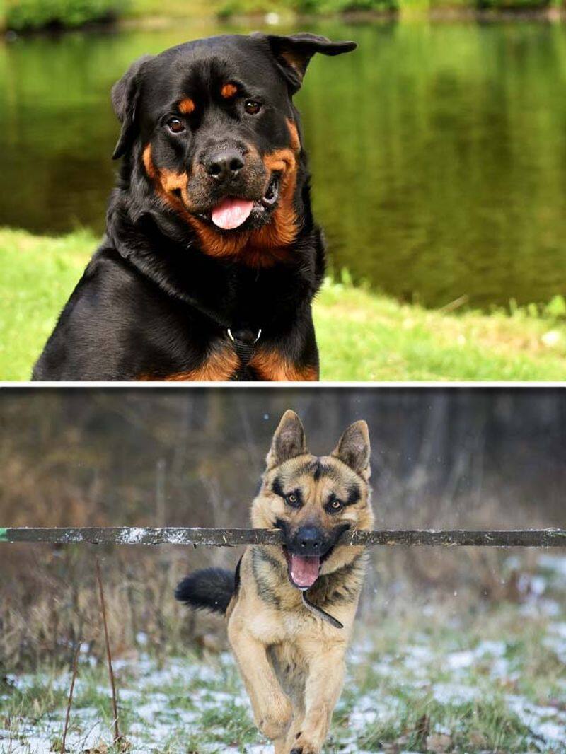 Rottweiler to German Shepherd-7 popular largest dog breeds RBA EAI