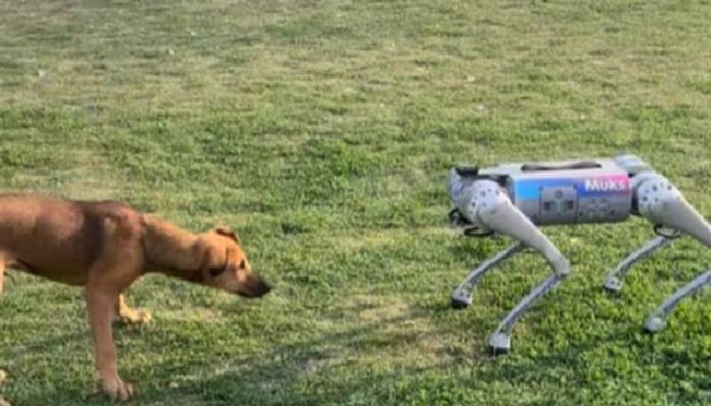 when real dog and robot dog met video rlp