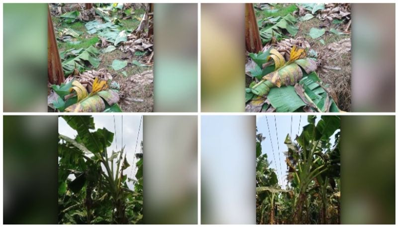 kseb cut banana plant at thrissur puthukkad sts