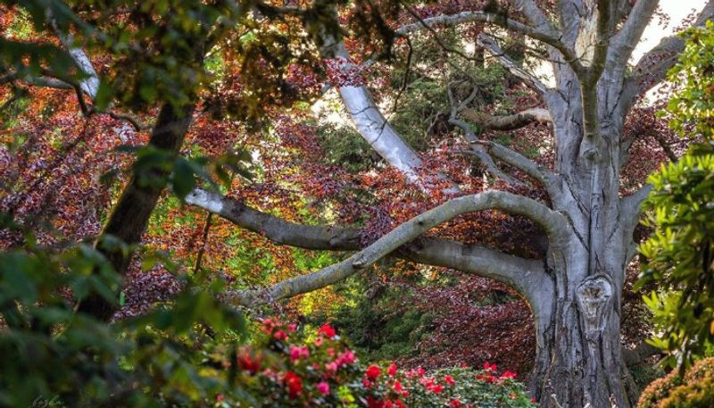 Polish tree nicknamed Heart of the Garden won the 2024 European Tree of the Year contest etj